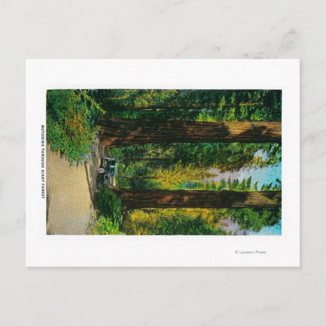 Cartão Postal Caminhando Pela Floresta Gigante, Sequoias (Frente)