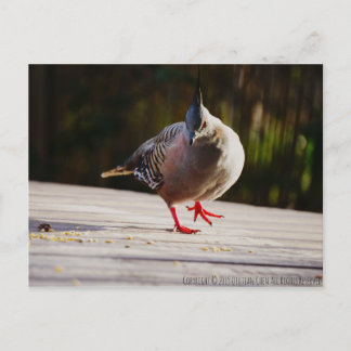 Cartão Postal Caminhar