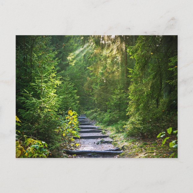 Cartão Postal Caminho 1 da Floresta Encantada (Frente)