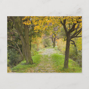 Cartão Postal Caminho Arborizado no Outono