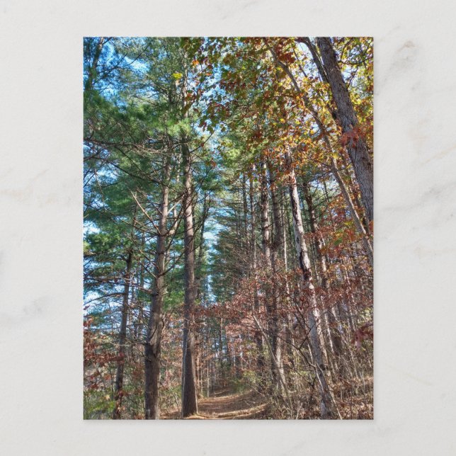 Cartão Postal Caminho da floresta (Frente)
