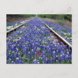 Cartão Postal Caminho de ferro Bluebonnet