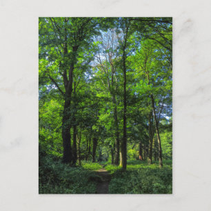 Cartão Postal Caminho de Woodland. Blackweir Woods, Cardiff, Gal