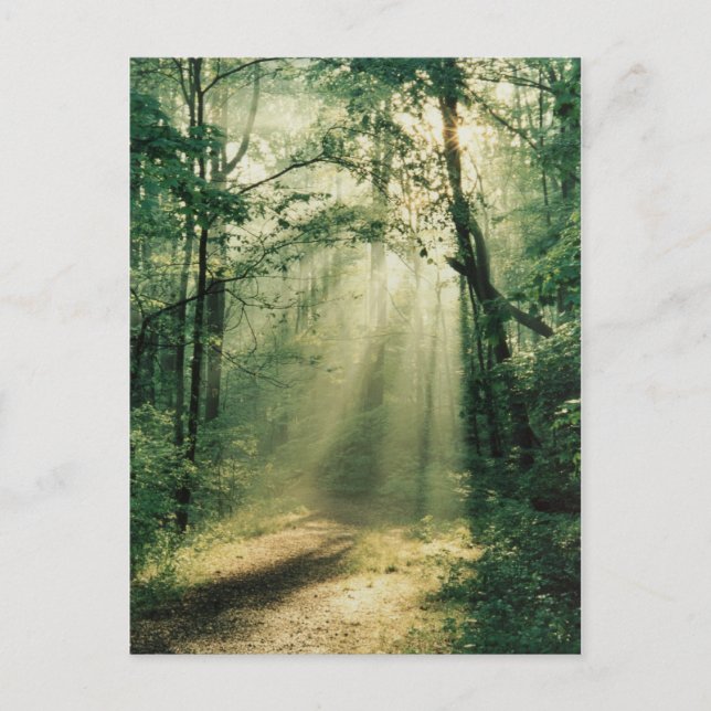 Cartão Postal Caminho Silencioso (Frente)