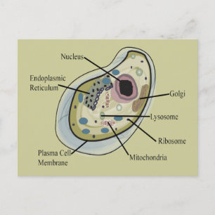 Cartão Postal Camisas de Biologia Celular Humana