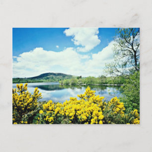 Cartão Postal Camlough Lough, County Down, flores na Irlanda