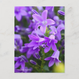 Cartão Postal Campanula Alpenblue [Cartão postal]