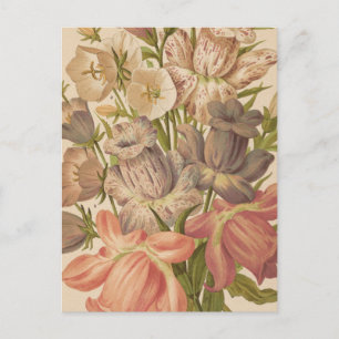 Cartão Postal Campanula   George Nicholson