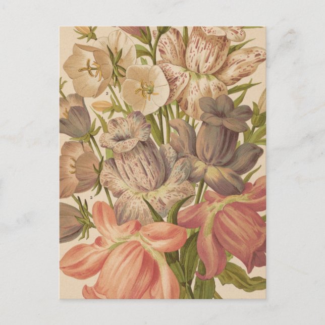 Cartão Postal Campanula | George Nicholson (Frente)