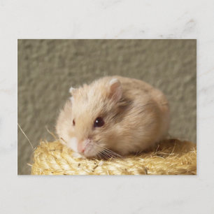 Cartão Postal Campbells Dwarf Russian Hamster, Argente