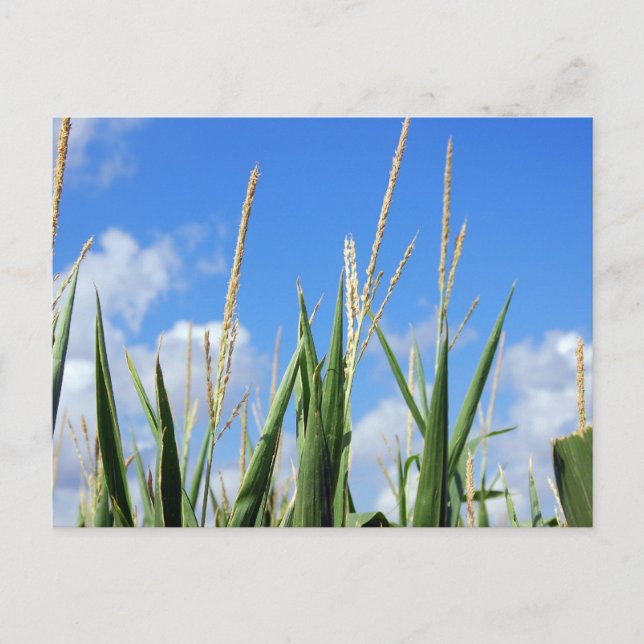 Cartão Postal campo (Frente)