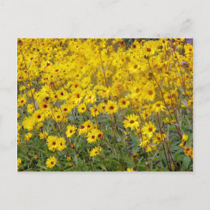 Cartão Postal Campo alegre de flores amarelas