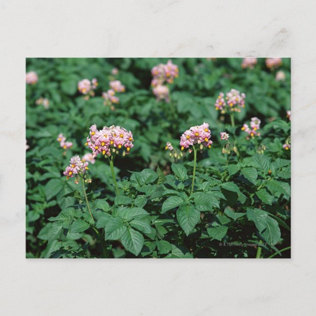 Cartão Postal Campo Batata (Frente)