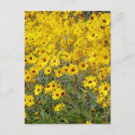 Cartão Postal Campo Cheerful De Flores Amarelas
