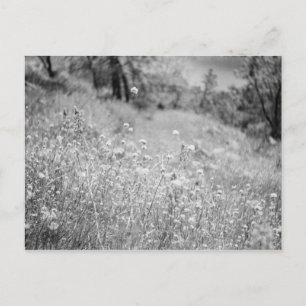 Cartão Postal Campo das flores