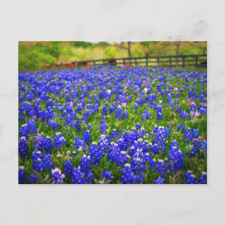 Cartão Postal Campo das redes Bluebonnets
