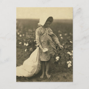 Cartão Postal Campo de algodão