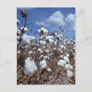 Cartão Postal Campo de algodão