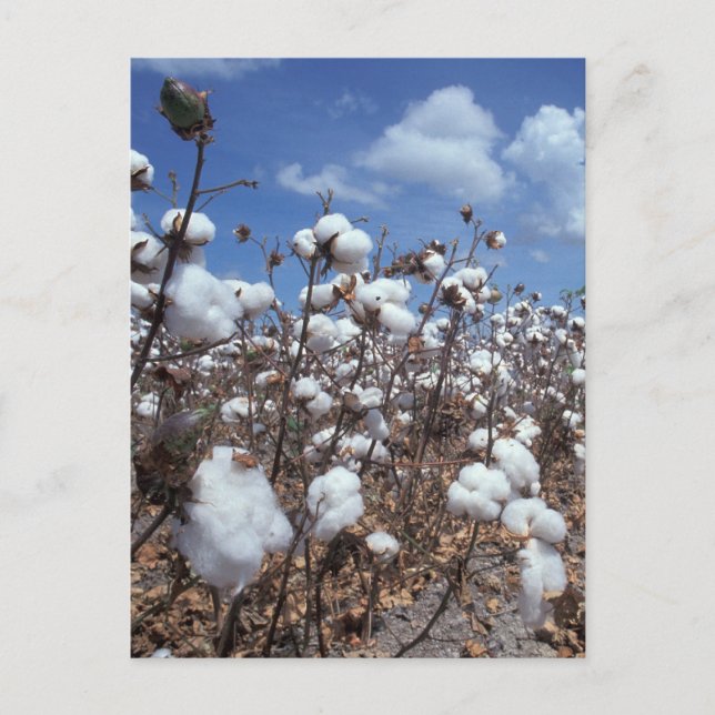 Cartão Postal Campo de algodão (Frente)