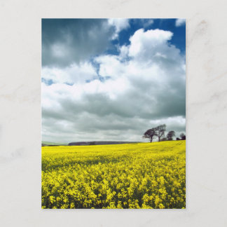 Cartão Postal Campo de amarelo