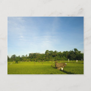 Cartão Postal Campo de arroz em Bali