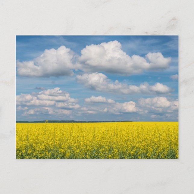 Cartão Postal Campo de Canola & Nuvens (Frente)