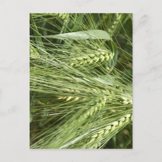 Cartão Postal Campo de Cevada (Frente)