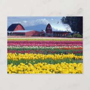 Cartão Postal Campo de exibição de tulipas