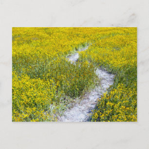 Cartão Postal Campo de flor amarela