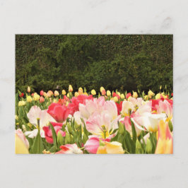 Cartão Postal Campo de flores