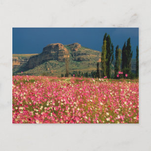 Cartão Postal Campo de flores de Cosmos, Distrito Fouriesburg