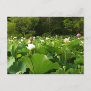 Cartão Postal Campo de Flores de Lotus no Jardim de Verão