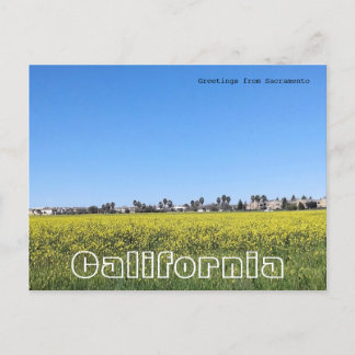 Cartão Postal Campo de flores de mostarda