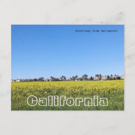 Cartão Postal Campo de flores de mostarda