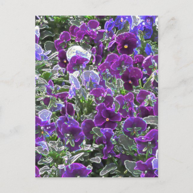 Cartão Postal Campo De Flores Roxas 8420 Pansias (Frente)