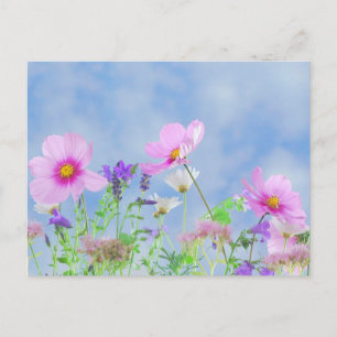 Cartão Postal Campo de Flores Silvestres Céu Azul Foto Floral Pa