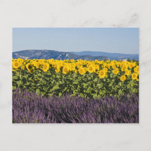 Cartão Postal Campo de girassóis e flores de lavanda,