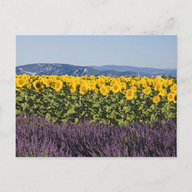 Cartão Postal Campo de girassóis e flores de lavanda, (Frente)