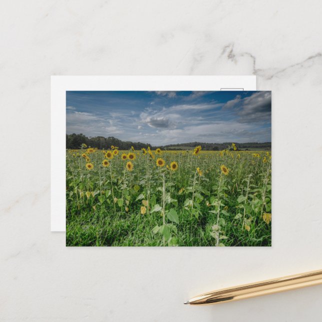 Cartão Postal Campo de girassol (Frente/Verso In Situ)