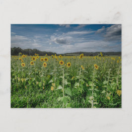 Cartão Postal Campo de girassol