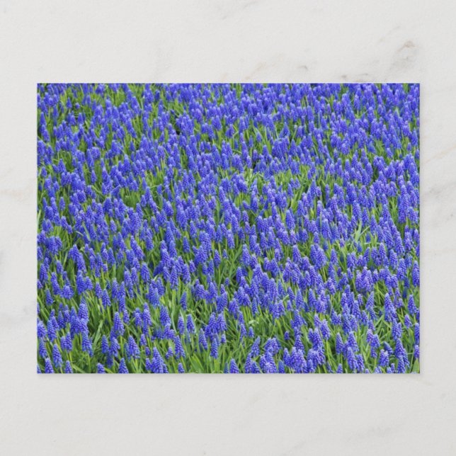 Cartão Postal Campo de lavanda (Frente)