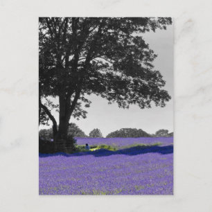 Cartão Postal Campo de Lavanda em inglês