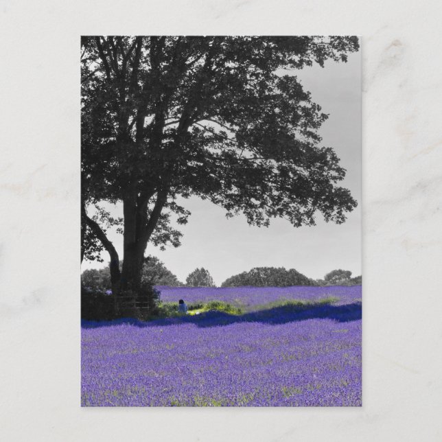 Cartão Postal Campo de Lavanda em inglês (Frente)