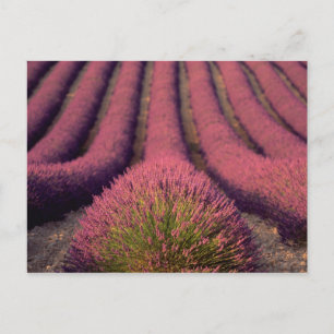 Cartão Postal Campo de lavanda na Alta Provença, França 2