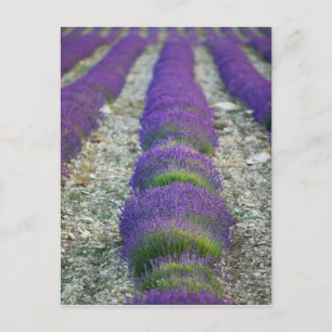 Cartão Postal Campo de lavanda, Provença, França