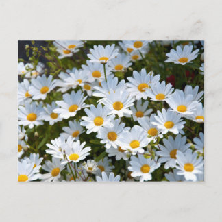 Cartão postal "campo de margaridas"