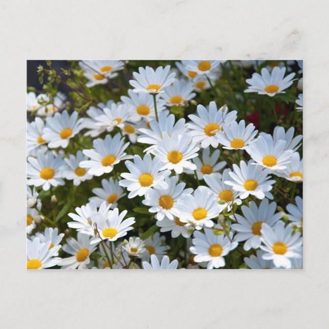Cartão postal "campo de margaridas" (Frente)