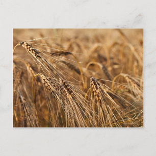 Cartão Postal Campo de milho com grão