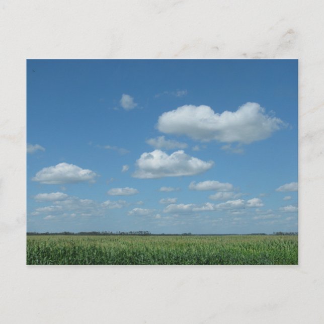 Cartão Postal Campo de milho de North Dakota (Frente)