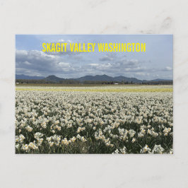 Cartão Postal Campo de Narcisos do Vale de Skagit Washington 